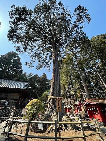 ＊日本東京＊2023/3/9 河口湖看富士山/忍野八海