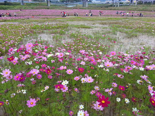 新店‧陽光運動公園小花海