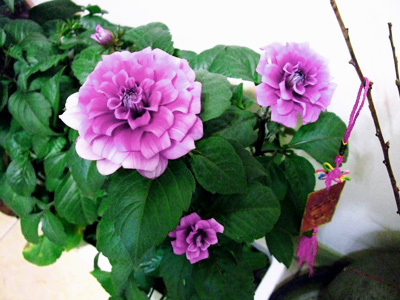 chunlian201108.JPG chunlian201108.JPG