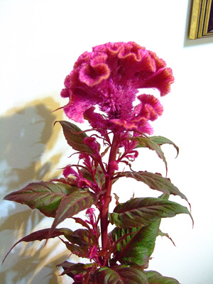 chunlian201110.JPG chunlian201110.JPG