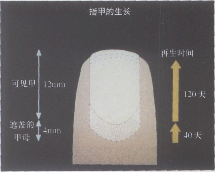 甲板生長規律