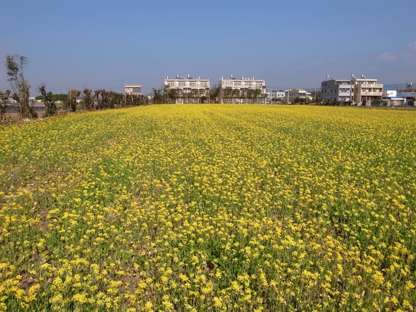 1油菜花田.jpg