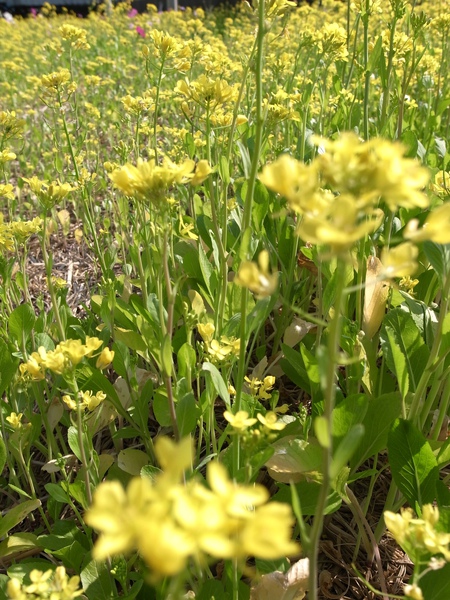 3油菜花隨風飄逸.jpg