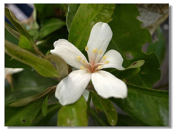 6.油桐花獨照.jpg