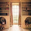 Dog-nooks-in-a-home-library.jpeg