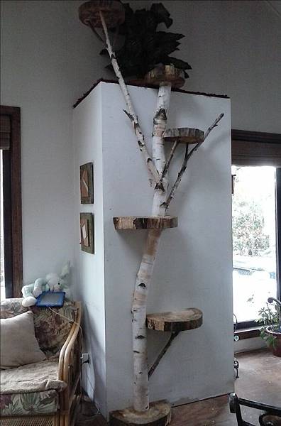 Tree-branch-cat-tree-indoor.jpg