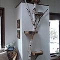 Tree-branch-cat-tree-indoor.jpg