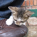 很小的貓咪，比大叔的鞋子還小