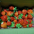 11.今天沒採到草莓~只好買現成的~這一大盒才$200呢～超便宜的啦.JPG