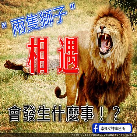 Just_one_lion_副本.jpg Just_one_lion_副本.jpg