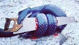 鍾絲雨 元辰宮 前世今生 蛇與鋸子 鍾絲雨 元辰宮 前世今生 蛇與鋸子