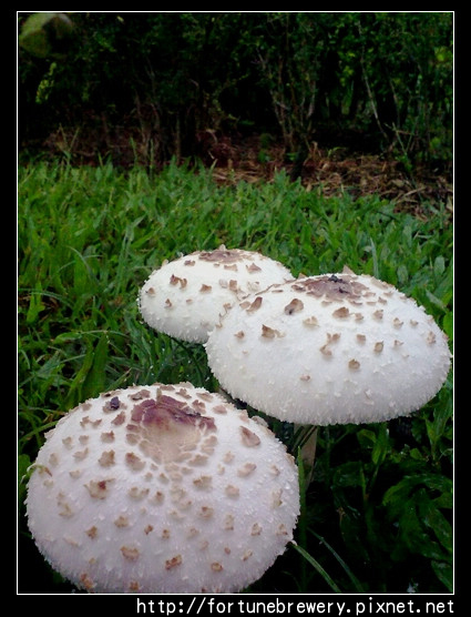 20091004086.jpg 20091004086.jpg