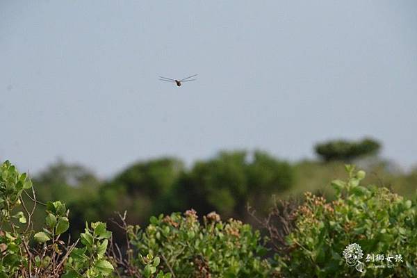安順鹽場四草生態保護區 36.jpg