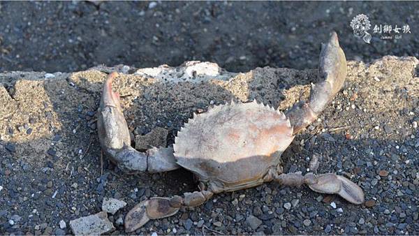 安順鹽場四草生態保護區 34.jpg