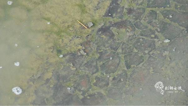 安順鹽場四草生態保護區 52.jpg 安順鹽場四草生態保護區 52.jpg