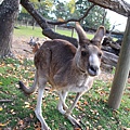 kangaroo_08.JPG