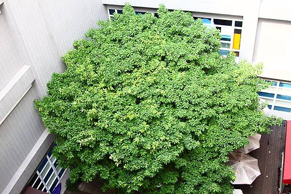 (未參賽)生生不息_04.JPG