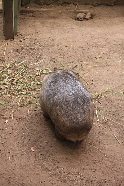 Wombat_06.JPG