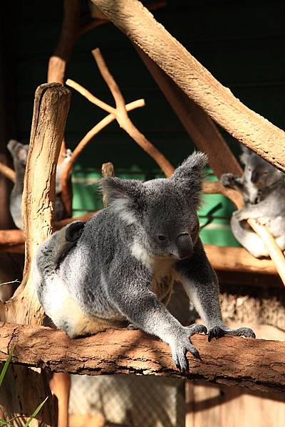 Koala_08.JPG