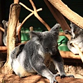 Koala_08.JPG