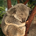 Koala_29.JPG