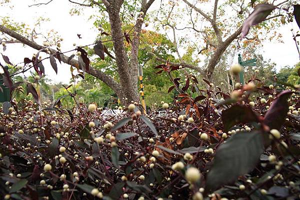 Botanic Gardens_51.JPG