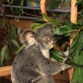 Koala_27.JPG