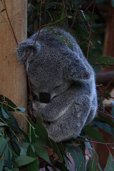 Koala_17.JPG