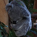 Koala_17.JPG