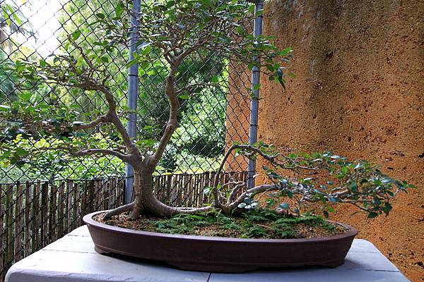 Botanic Gardens_09.JPG