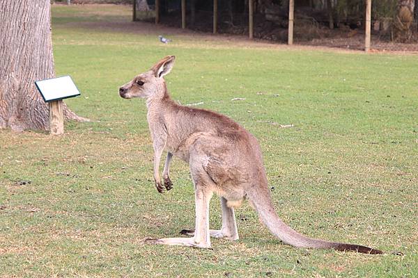 kangaroo_04.JPG
