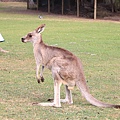 kangaroo_04.JPG