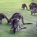 kangaroo_03.JPG