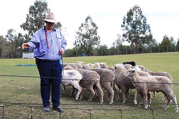 dog sheep show_04.JPG