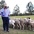 dog sheep show_04.JPG