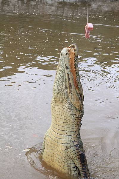JumpingCroco_11.JPG
