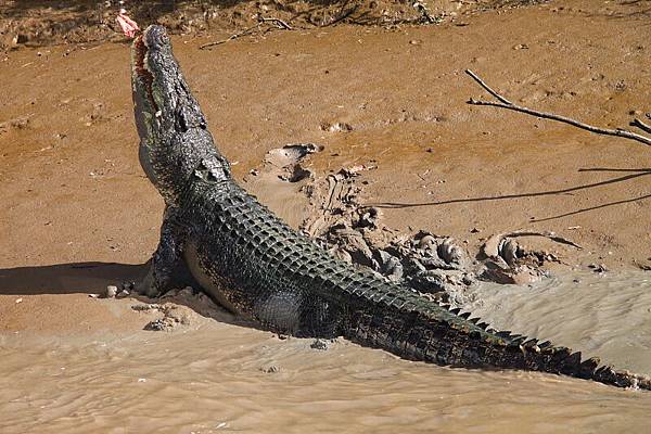 JumpingCroco_36.JPG