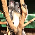 Koala_05.JPG