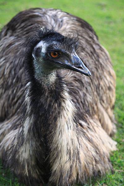 Bird_02.JPG