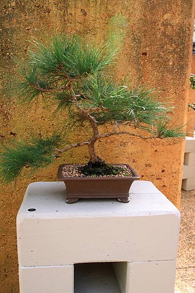 Botanic Gardens_18.JPG