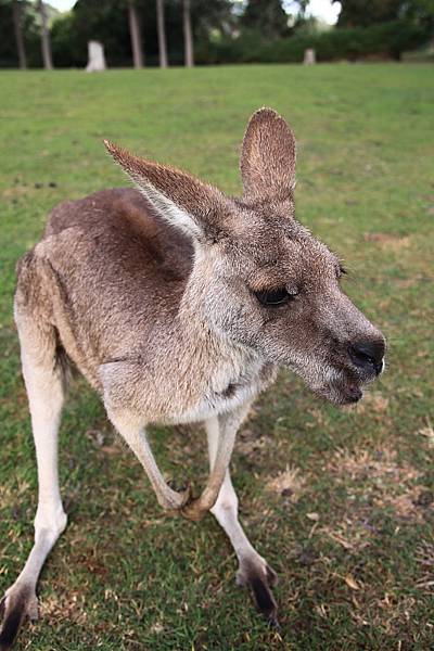 kangaroo_07.JPG