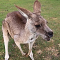 kangaroo_07.JPG