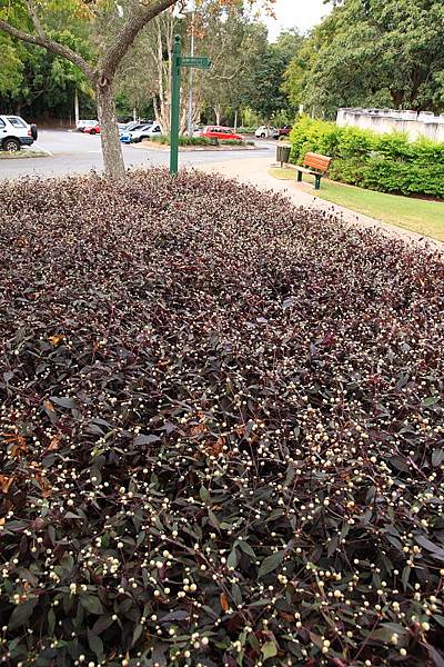 Botanic Gardens_50.JPG