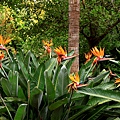 Botanic Gardens_36.JPG