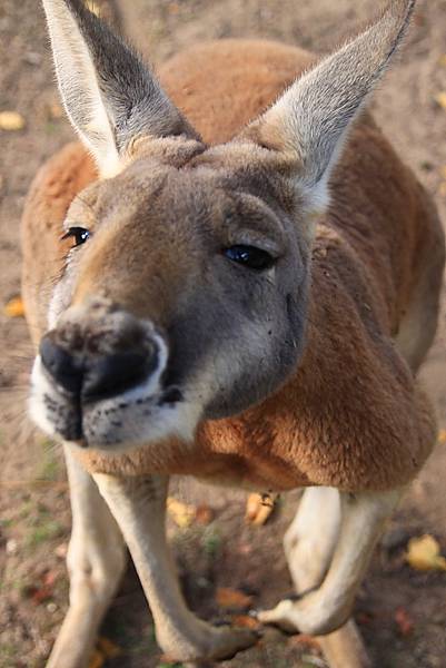 kangaroo_12.JPG