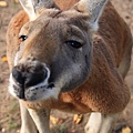 kangaroo_12.JPG