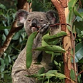 Koala_24.JPG