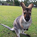 kangaroo_14.JPG