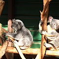 Koala_02.JPG