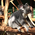 Koala_07.JPG